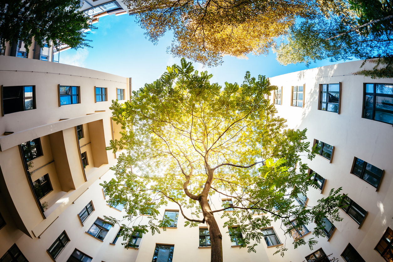 Green Tree Surounded by Residential Houses
